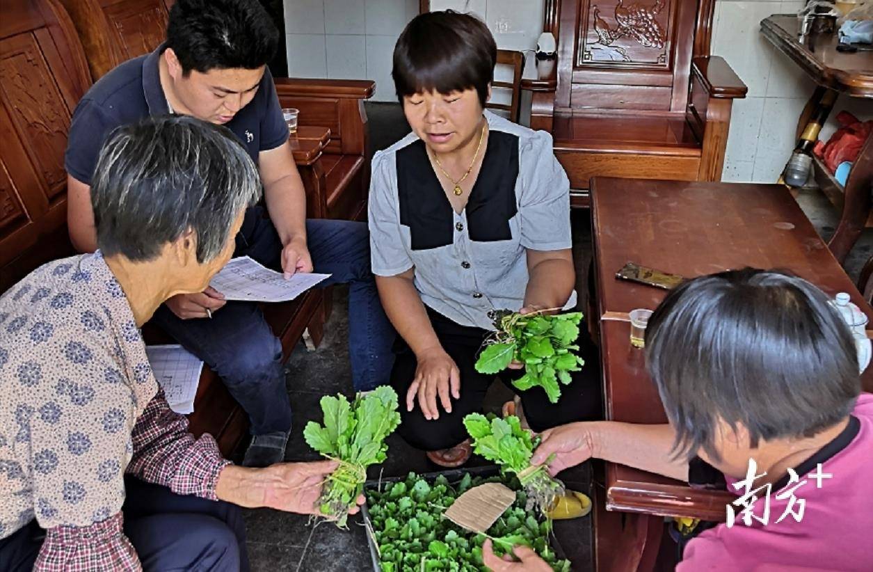 连日来,钱排镇政府免费发放大芥菜秧苗,当地农民抢抓时机,掀起今年秋