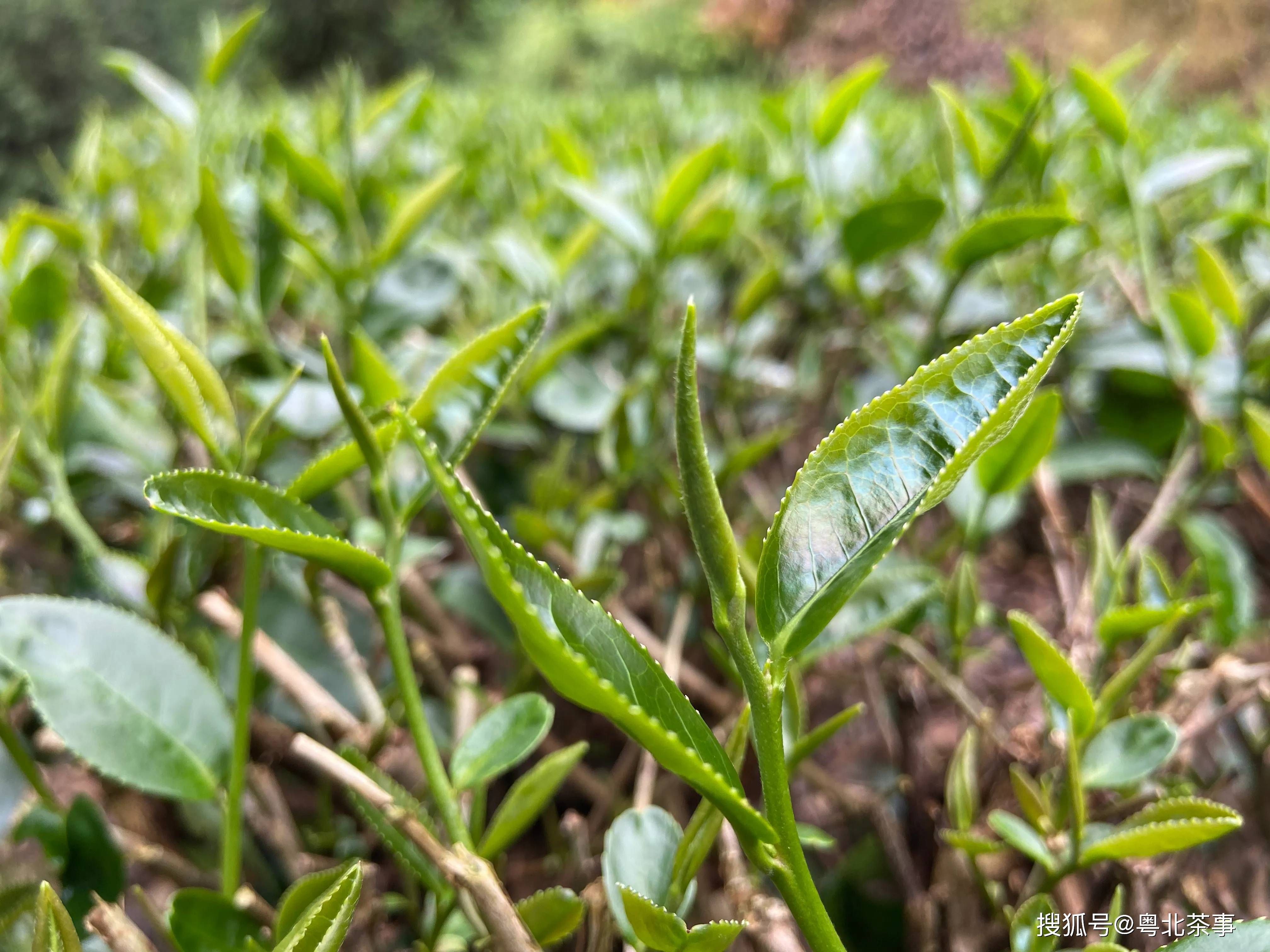 乐昌白毛茶遇干旱,产量骤减,茶叶供不应求