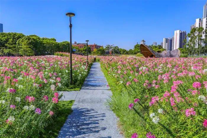 浪漫秋日,邂逅顺德的"花花世界"_北滘_花田_花海