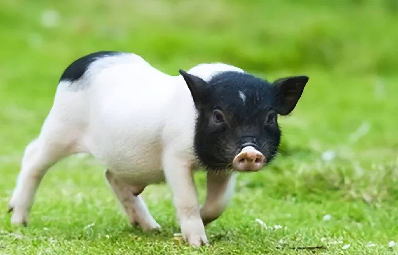 个体矮,小,短,圆,全身表现为两头黑,中间白,所以俗称"两头乌"