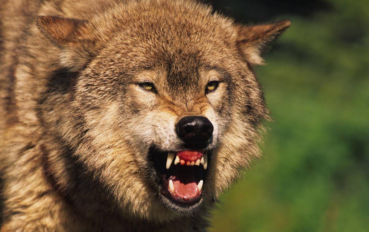 上世纪在我国分布很广的狼,为什么现在在我国大部分地方消失了?_草原_