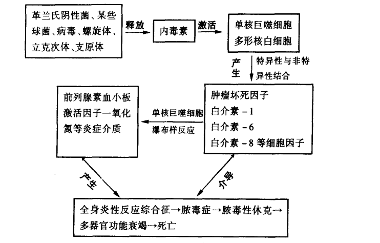 内毒素的致病机理简介