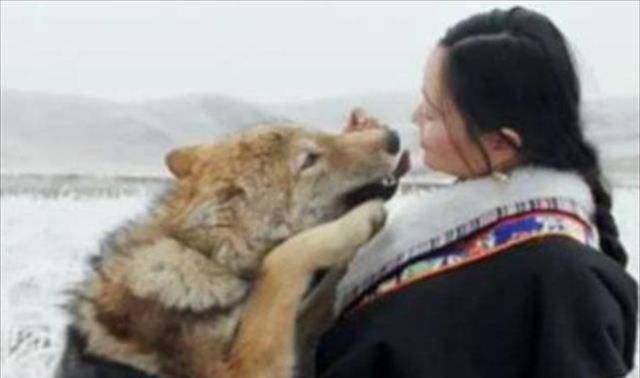 2010年，把狼当“儿子”养的四川女孩，10年后再度重逢却不敢相认 - 四川 …