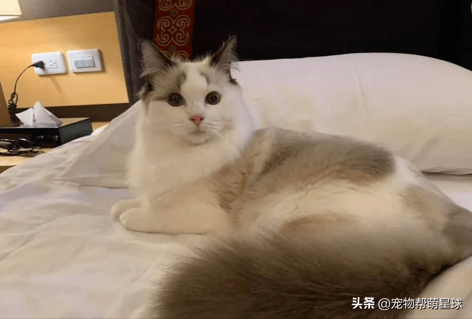 猫咪送到姐姐家寄养，认为它打呼噜是吞了马达，差点送医，笑喷