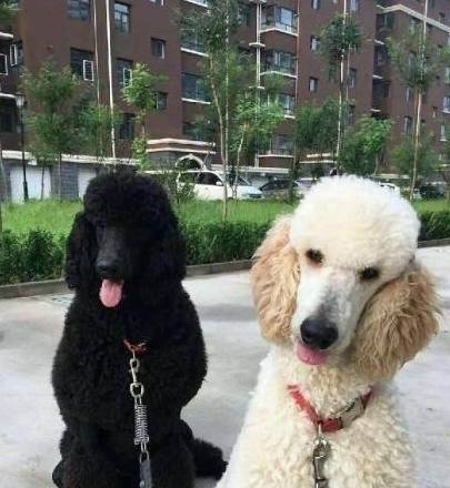 巨型贵宾犬多少钱一只:"巨贵"应该如何鉴别挑选_黑色_轮廓_眼睛