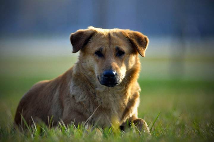 狗狗得了犬瘟热有哪些症状表现 得了犬瘟热怎么办 临床 神经 治疗