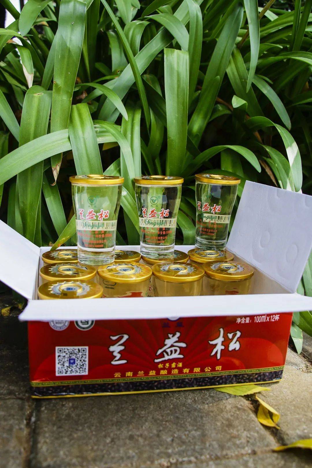 兰益酿造|一颗松子的"修炼之路"——沉浸式测评兰益松!