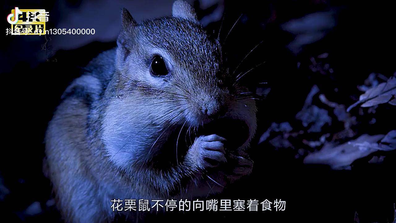 花栗鼠幸苦攒下100颗橡果,却被无耻鼠辈抢夺,看他如何反击纪录片充电