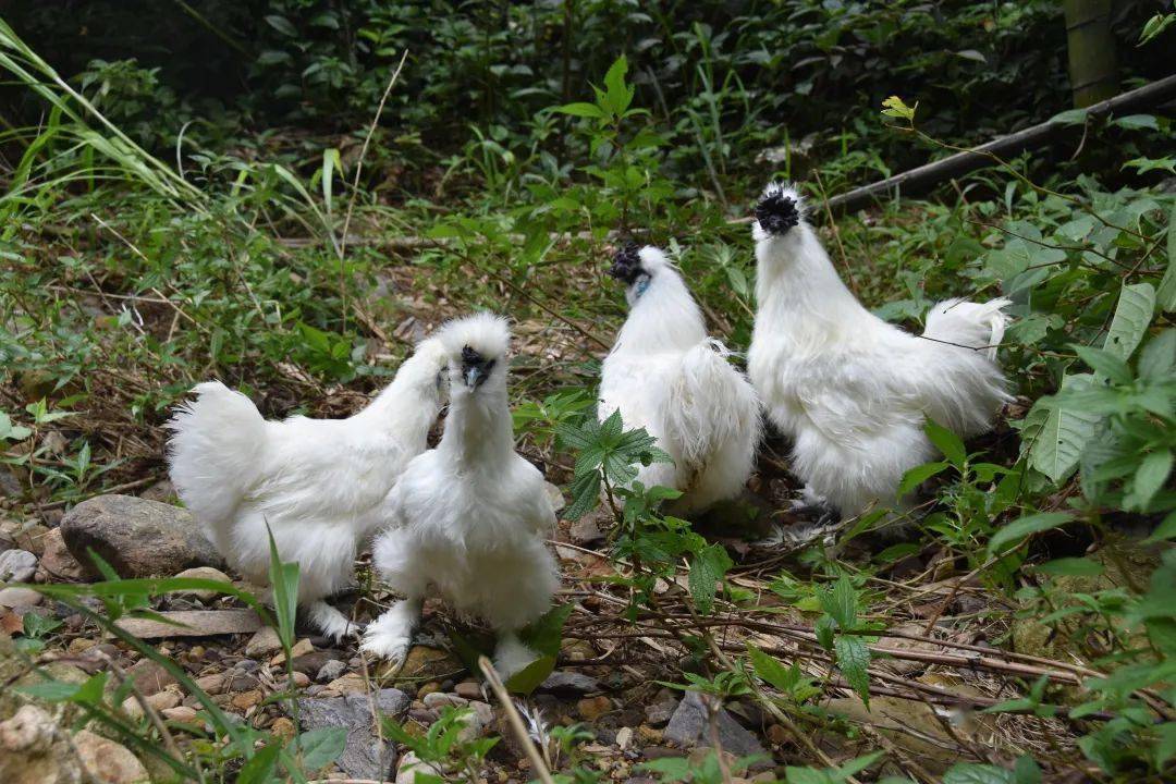最近又湿又冷,来只泰和乌鸡打煲吧!外边餐厅一般吃不到!