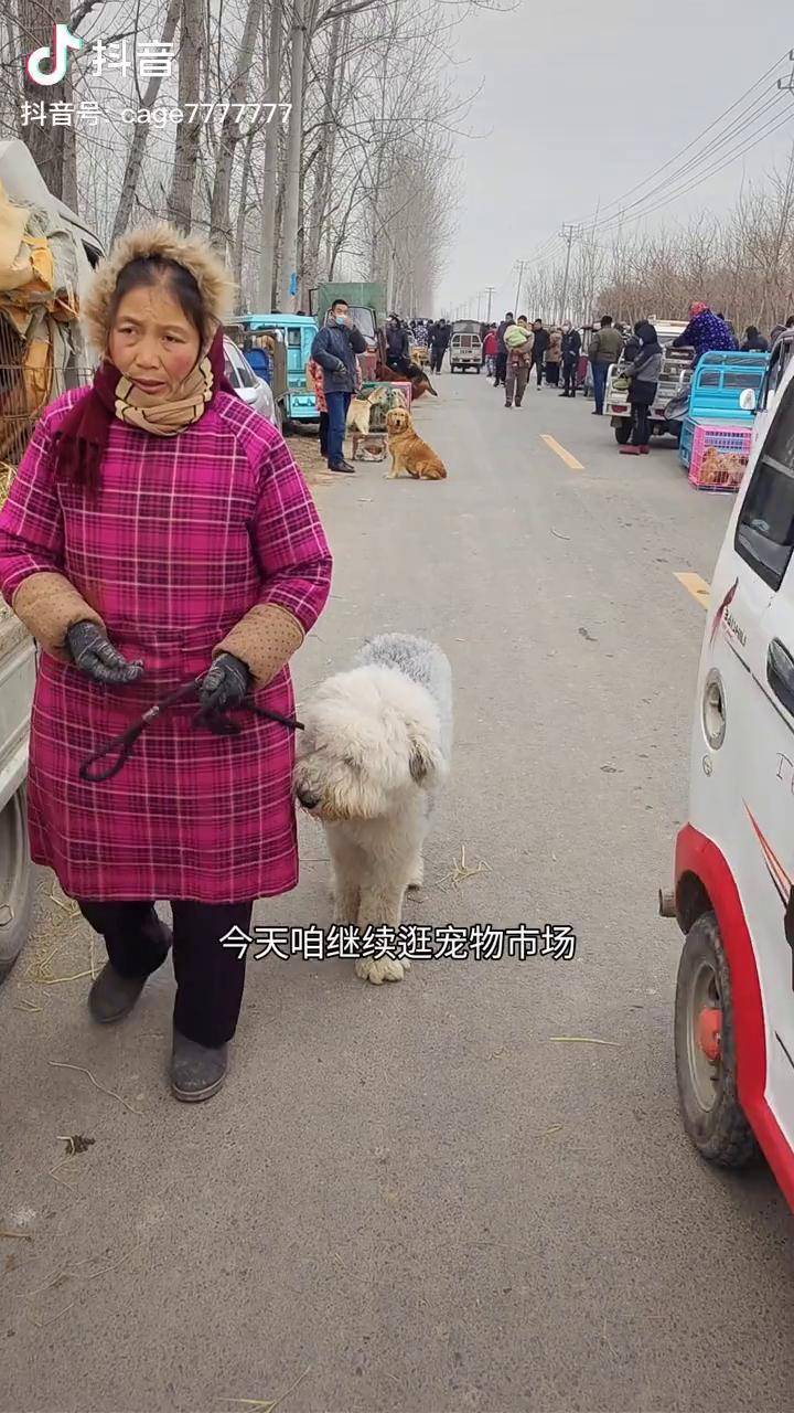 金毛跟马犬的杂交幼犬图片