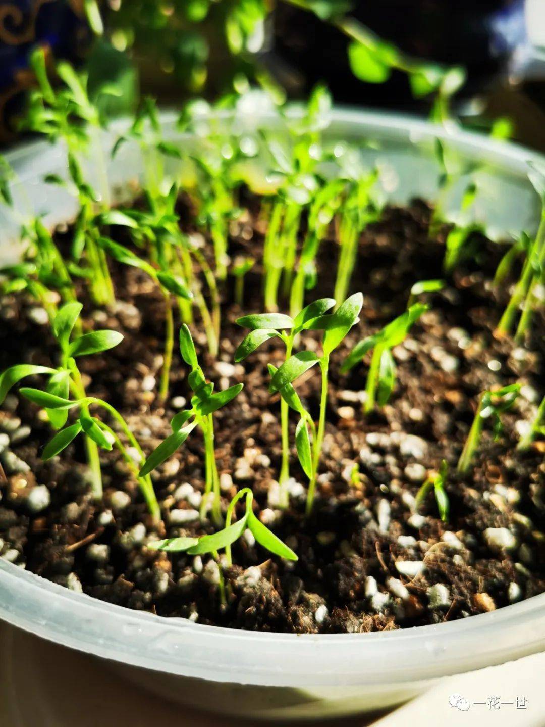 11.5】31天_购物_时间_香菜