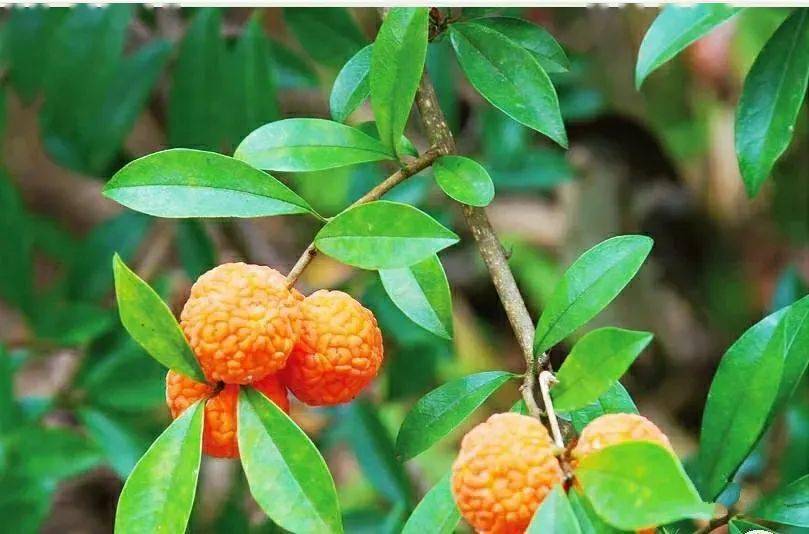 客家地区这种野果熟了,你吃过吗?_果实_黄色_荔枝