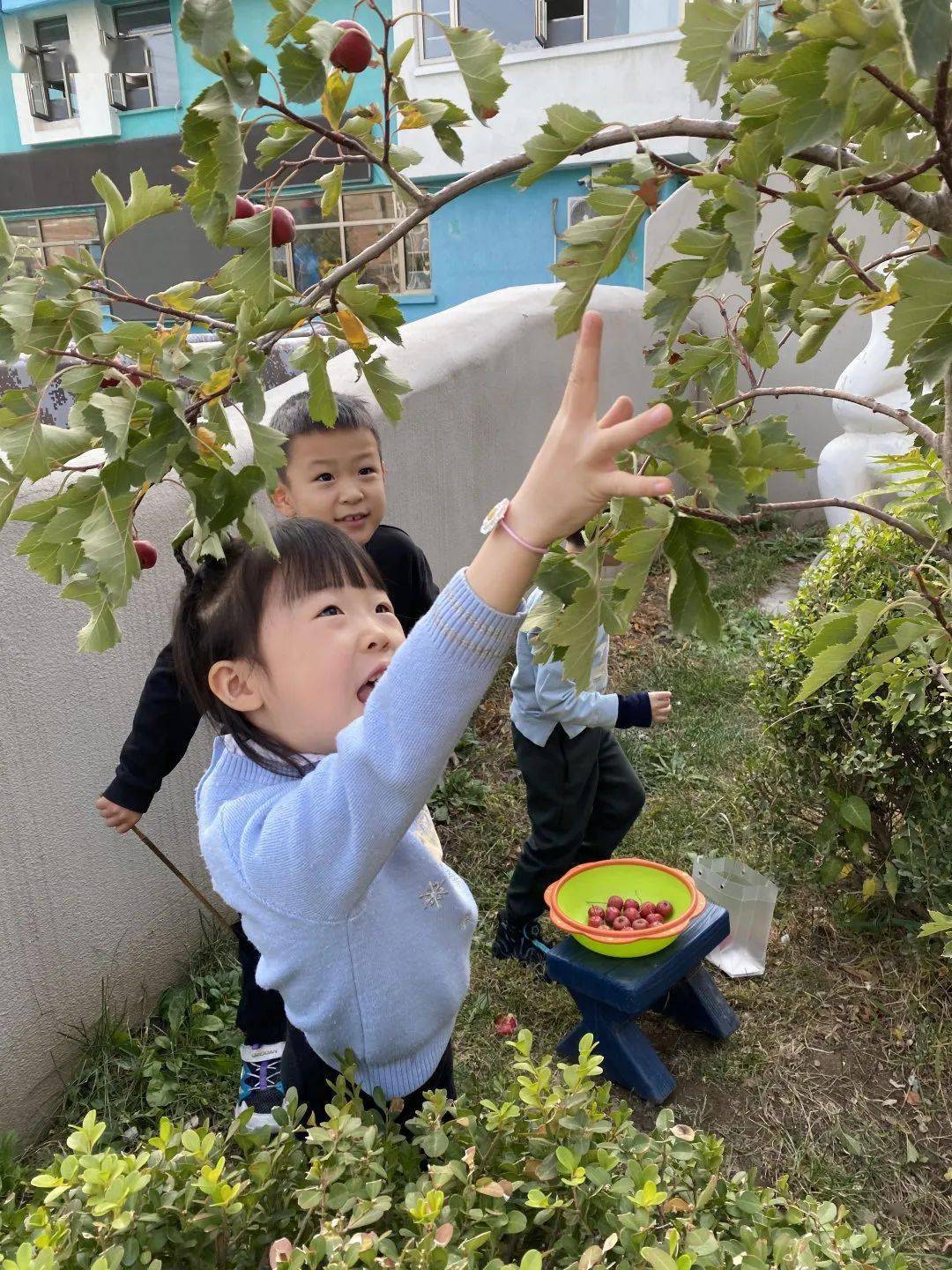 通州区幼儿园 | “山楂红了”---通州区幼儿园生活化劳动课程