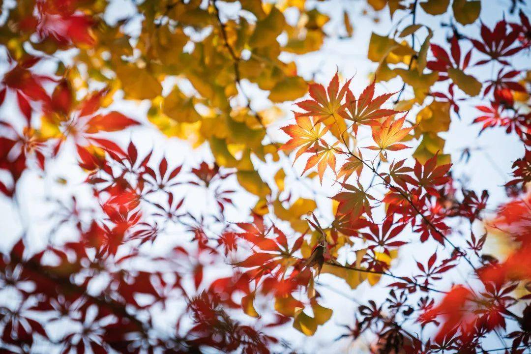 秋阳透亮抬头,接住一段琳琅" 仰 "举目皆是金黄铺满了细碎的青石板珠