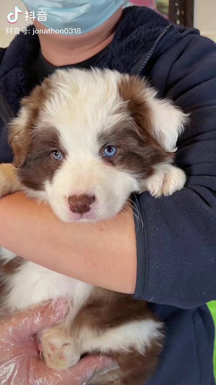 注意再强调一下,边牧只有云石色允许有蓝眼睛哈!