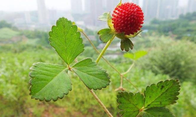 此种果实很美，你食用过吗？你晓得感化吗