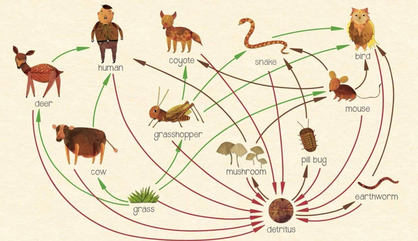 此外,蚊子的存在一定程度上还能控制生物数量,维持生态链的平稳.