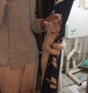 猫咪不想洗澡，抱紧门帘死不撒手