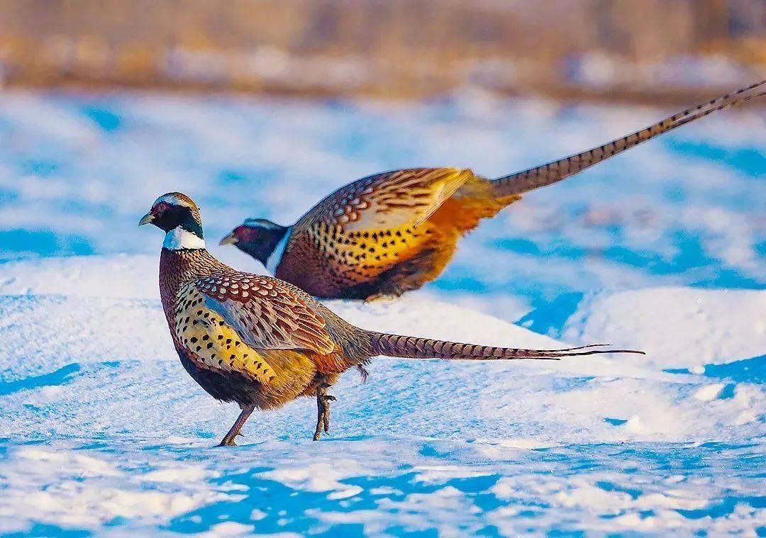 凛冬将至,关于冬天的第一个节气,这些知识可以讲给孩子_西风_中国