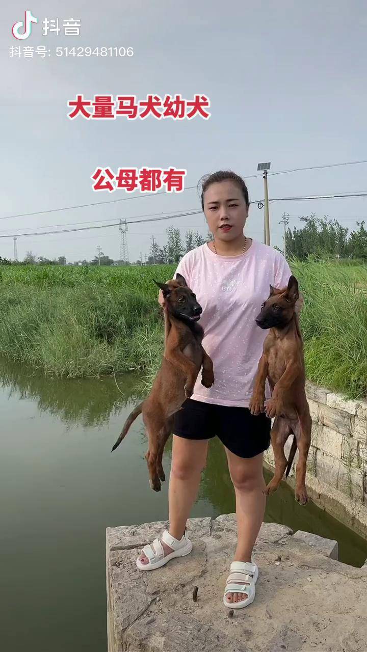 精品马犬 马犬幼犬