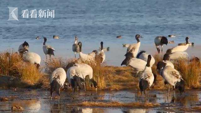 贵州：今年首批越冬黑颈鹤飞抵草海国家级自然保护区_湿地_候鸟_磴口