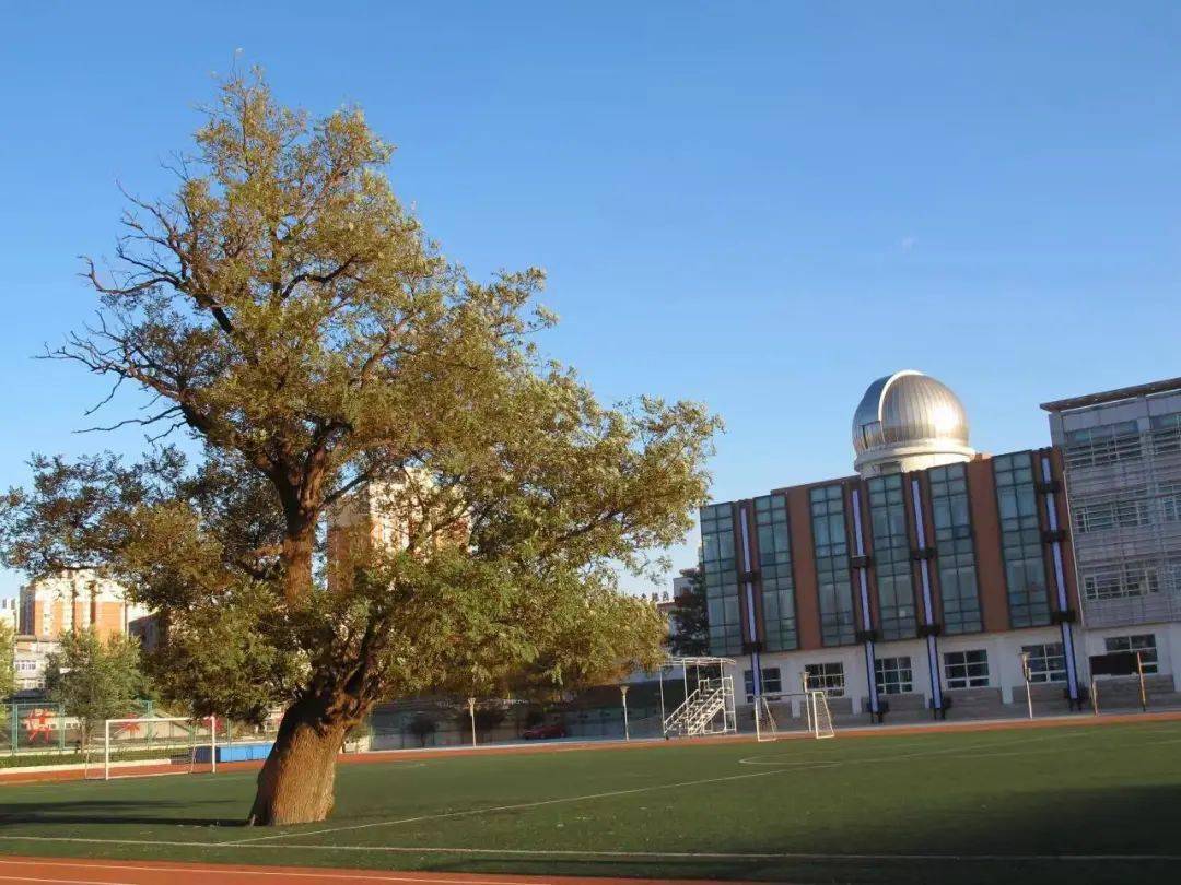 古木芳华,谱写"美好教育"——记首师大附属苹果园中学古树"国槐"_学子