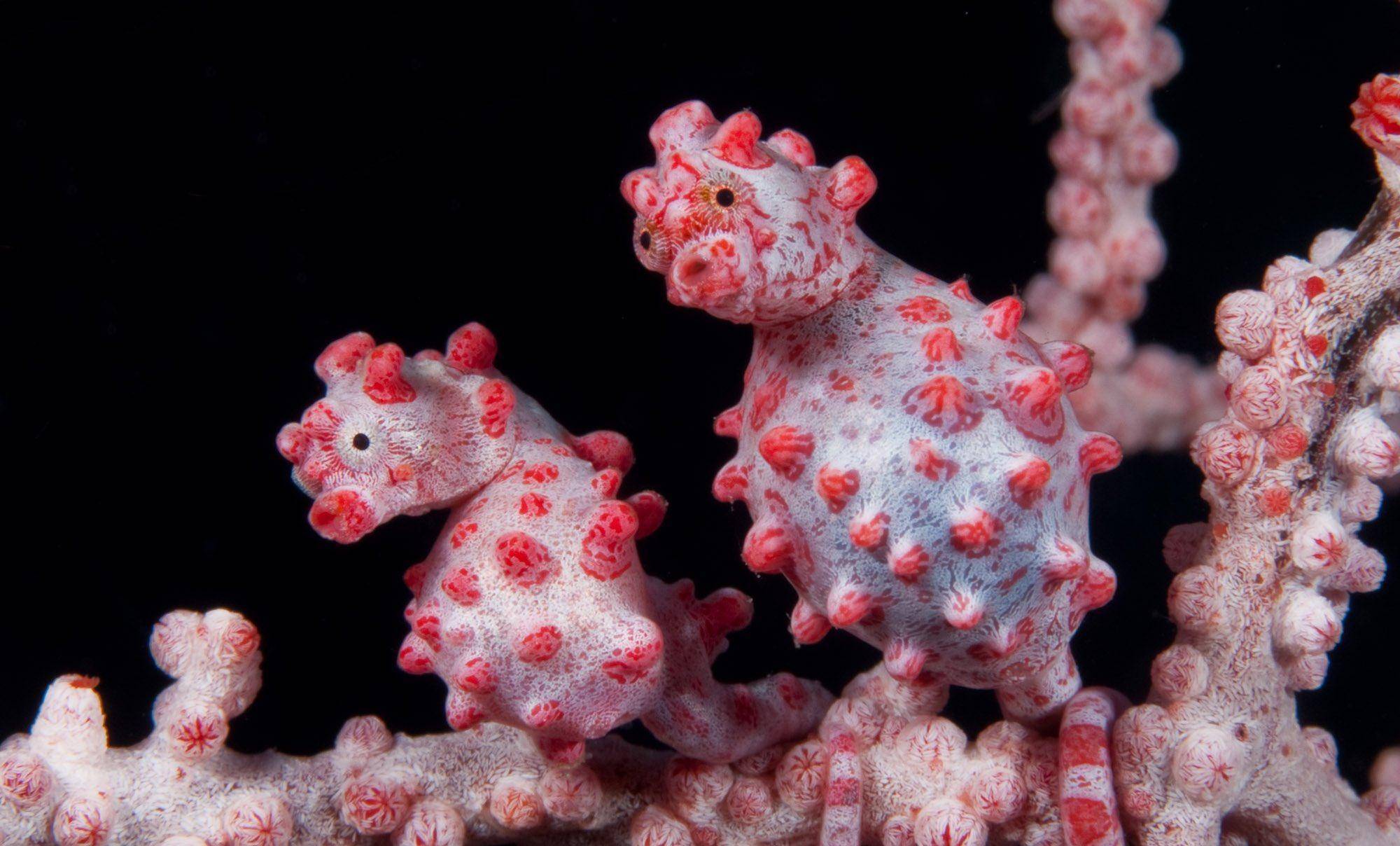 巴氏豆丁海马:完美的伪装,直到上解刨台上才第一次被人类认知到_珊瑚