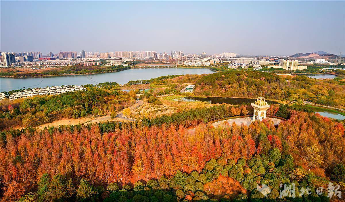 藏龙岛湿地公园披彩衣_武汉_枫叶_国家