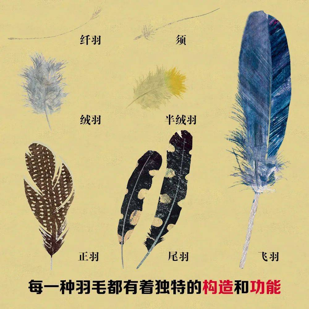 羽毛,是鸟类表皮角质化所构成的一种特殊结构,覆盖身体,形成色彩斑斓