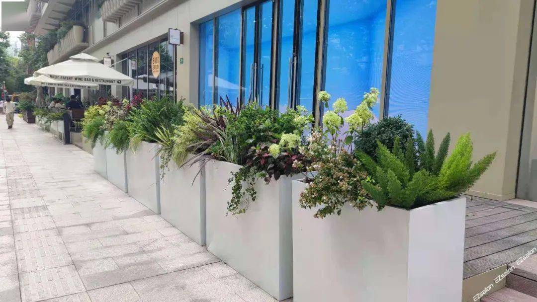 花箱种植分享_植物_应用_灌木