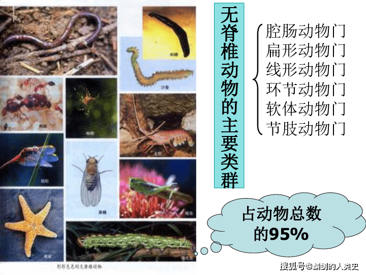 动物界全系列 动物界综述 三 无脊椎动物 海洋 寒武纪 尾索