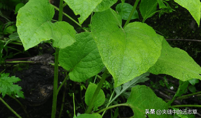 讲一味天名精，牙痛乳蛾喉痹、疔疮肤痒、蛇咬虫积、出血皆可选用