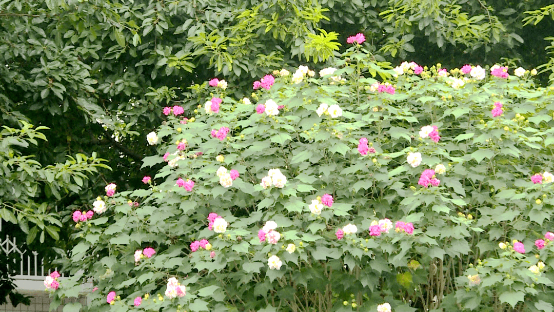 冬暖嘉州 | 芙蓉花开 点靓城市