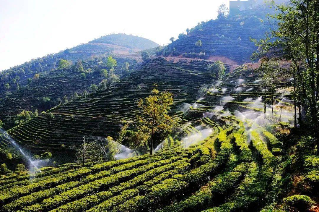 临沧凤庆:锻造产业链 释放发展新动能67_核桃_茶叶_集聚