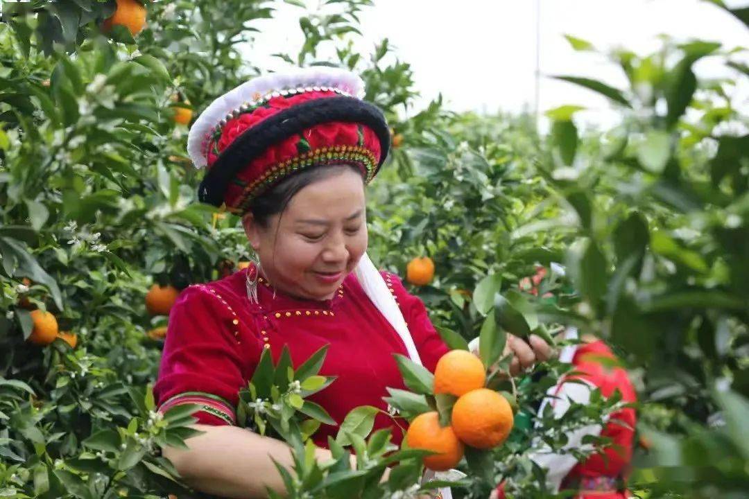 诚实守信道德模范张冬梅——用诚信口碑换发展"金杯"_宾川_企业_示范