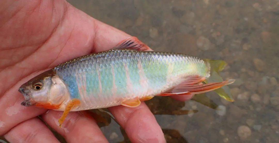 急流抢钓花翅子_时候_因为_动作