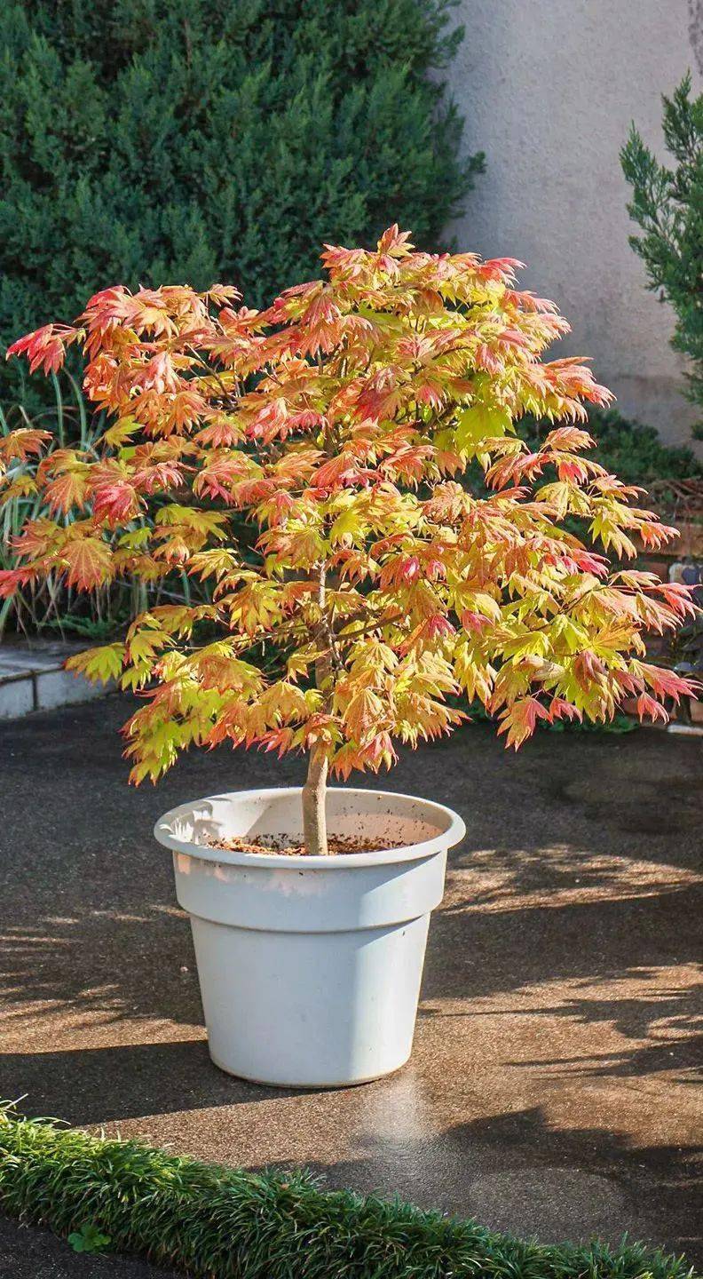 秋月 的升级版春季红叶令人难忘,温暖的色彩更持久热门团扇叶品种