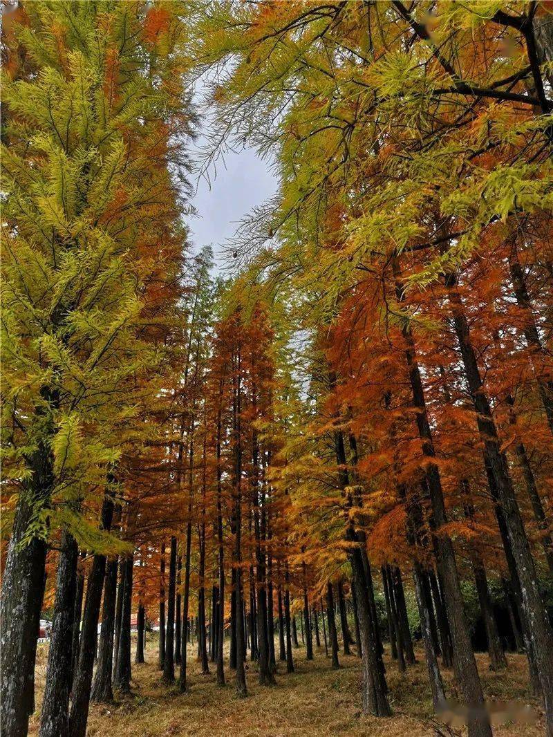 每到秋冬时节,广东天井山国家森林公园的落羽杉林悄然披上"红妆",色彩