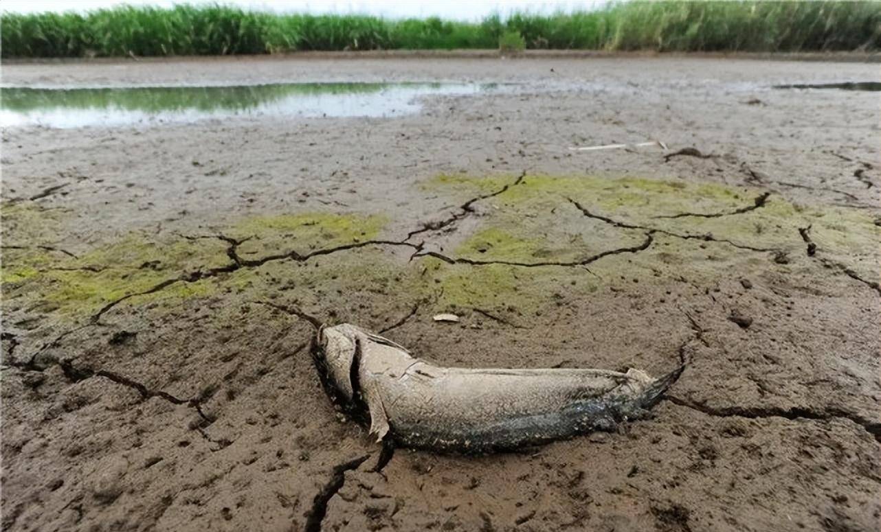 广东男子阳台的死水变绿,竟长出小鱼苗 鱼儿来自哪儿?