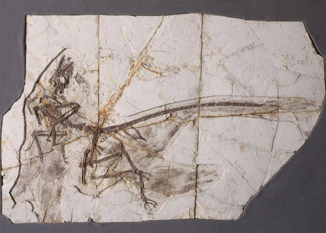 小盗龙化石朝阳济赞堂古生物化石博物馆藏小盗龙科学复原图02孔子鸟