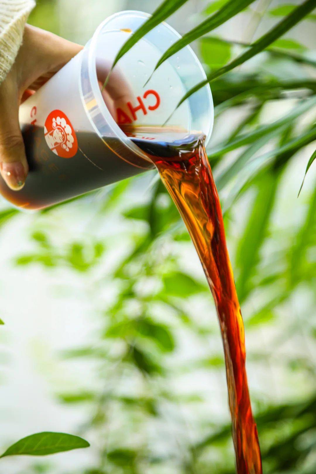 002 ◆寻香山茶独特的山茶花香乌龙茶汤与新鲜牛乳搭配原叶+鲜奶