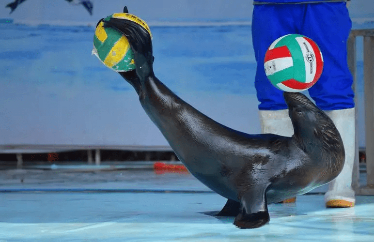 胖乎乎的可爱海豹们,在我国辽河入海口上岸了!_海狮_海狗_海象