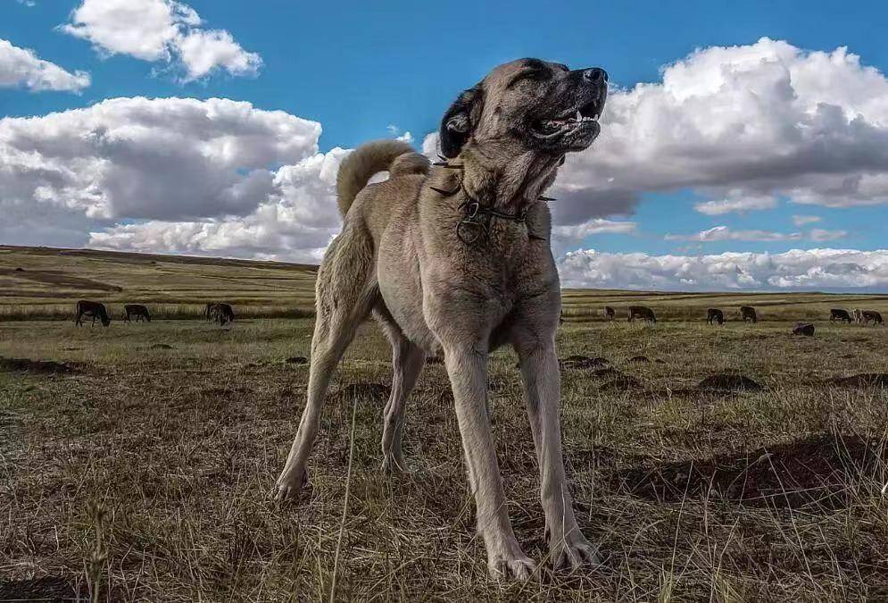 坎高犬价格多少钱一只图片