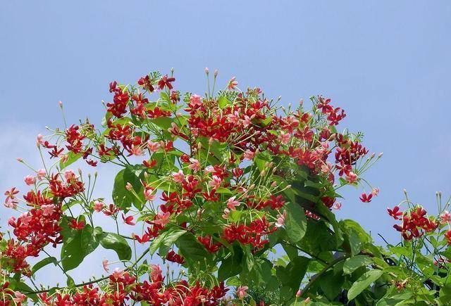 爬满墙的使君子,开花简直不要太可爱,闪闪惹人喜爱_盆景土_工作_关键