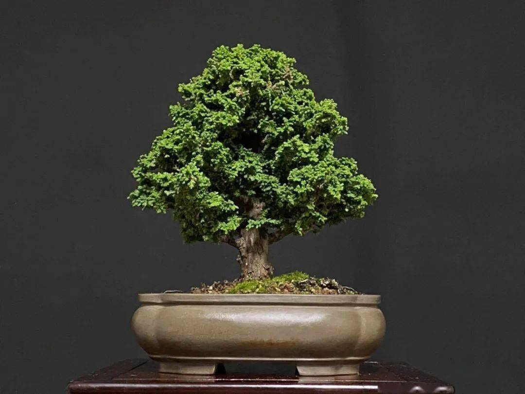 看起来像化石的柏树贵族——石化桧_盆景_散光_时候