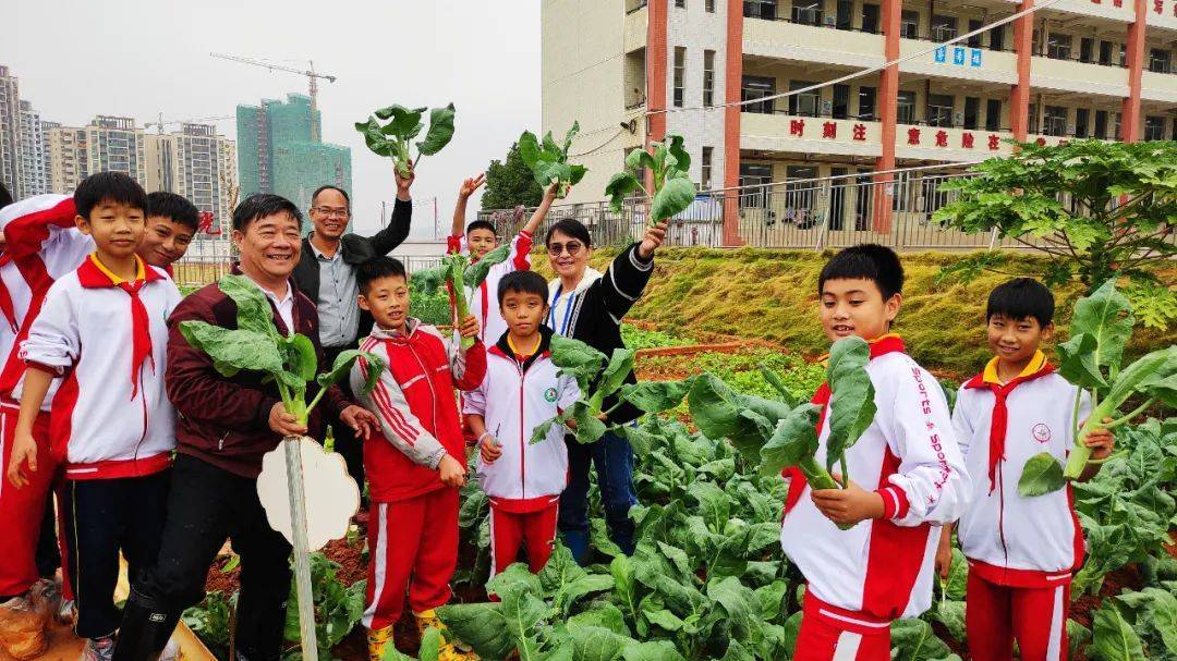 连州西城小学这节劳动课太赞啦!_教育_种植_课程