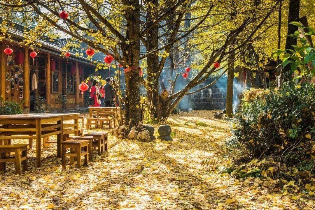 这个秋天,你不能错过腾冲银杏村_银杏树_金色_农家