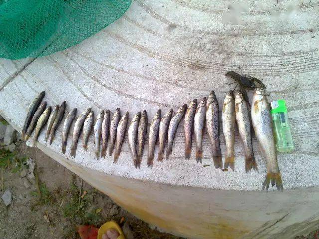 谁钓过我家乡的冷水鱼,长不大,只吃蚯蚓_呼伦贝尔_柳根鱼_味道