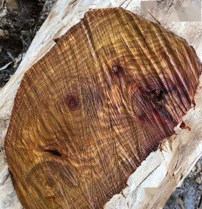 “红木”水太深 | 越南黄花梨究竟是什么木材?_黄檀_树种_东京