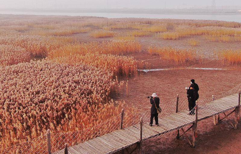 "翱翔滨州的湿地精灵" 黄河岛鸟类摄影创作活动举行_公园_保护_通道